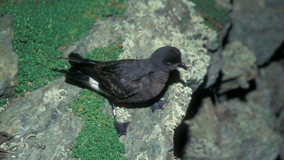 A storm petrel