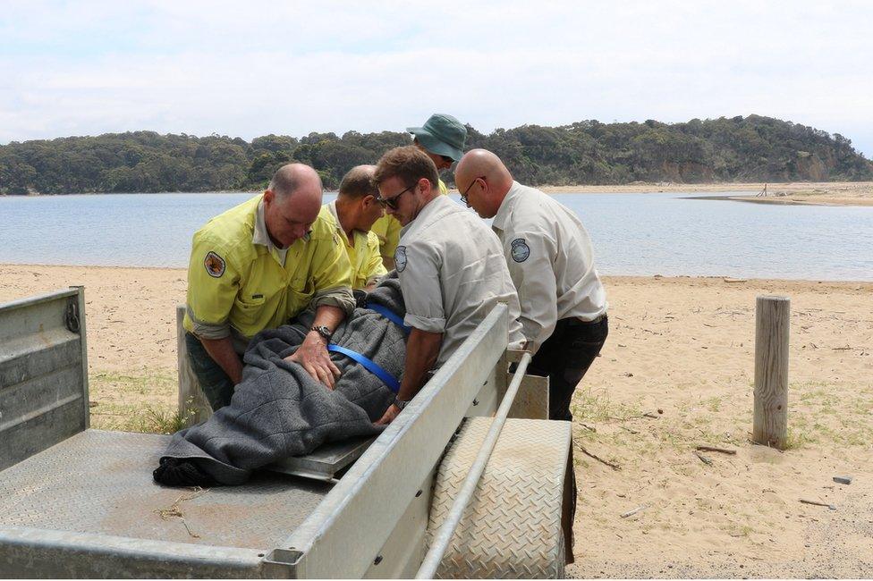 Wildlife officers and council rangers carry the New Zealand fur seal back to the ocean.