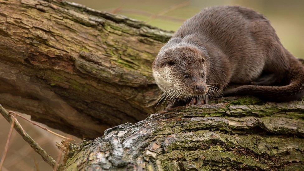 European otter