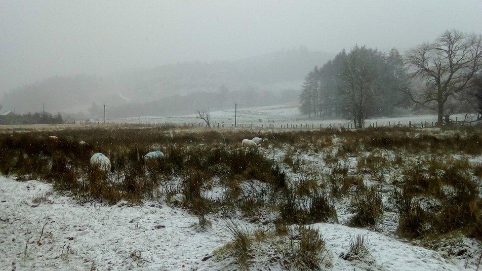 Sheep in a snowy field