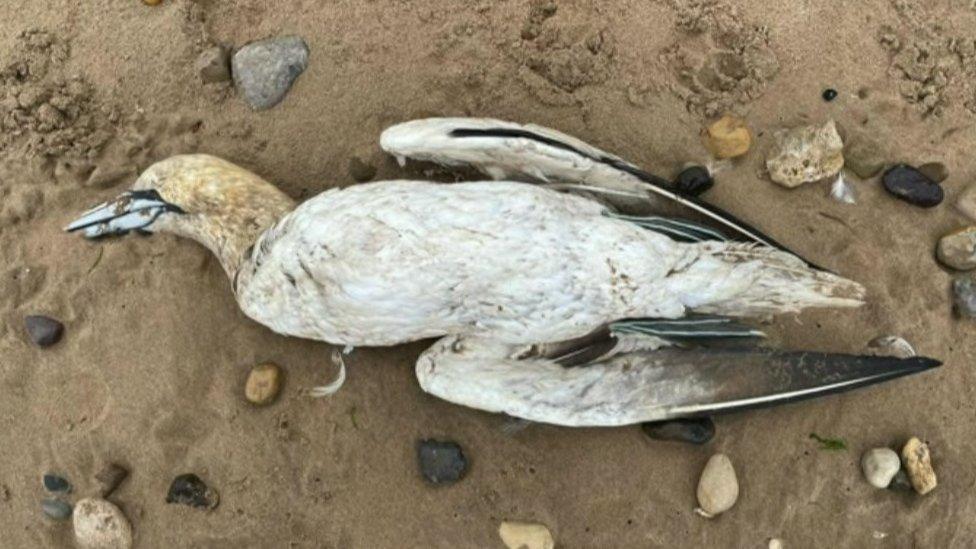 Dead sea bird