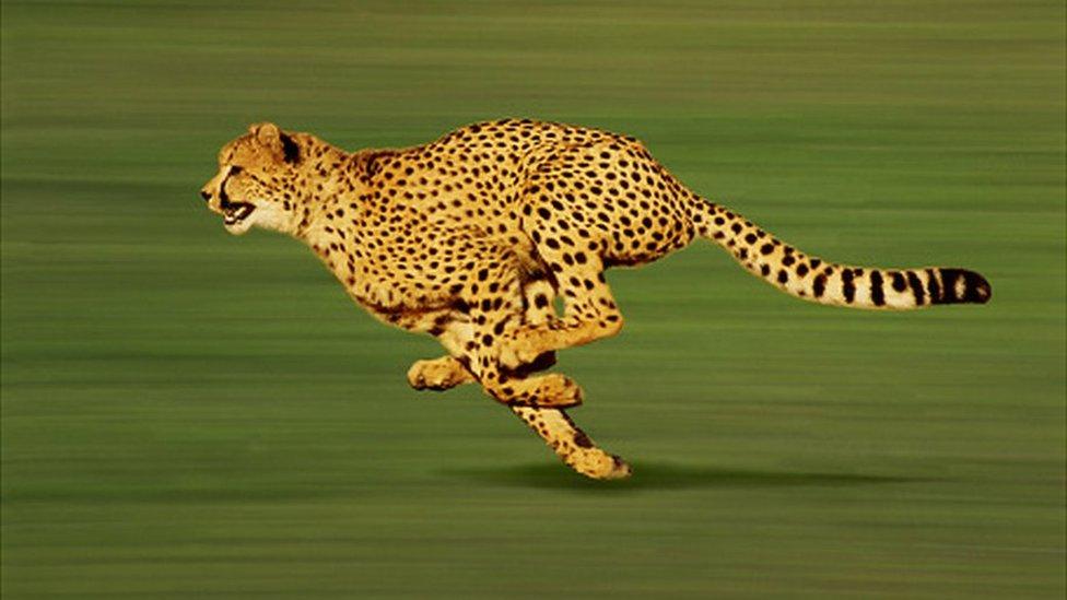 Cheetah running