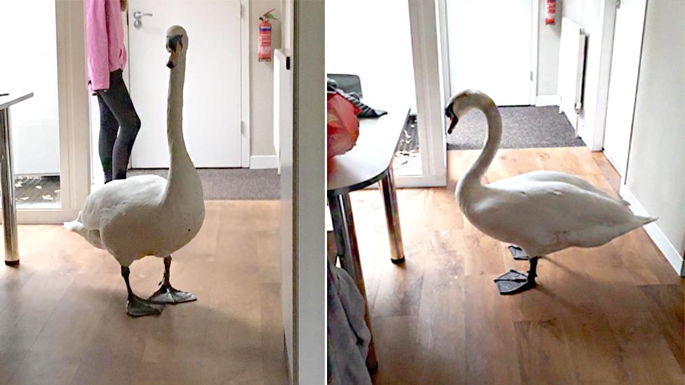 Swan in holiday home