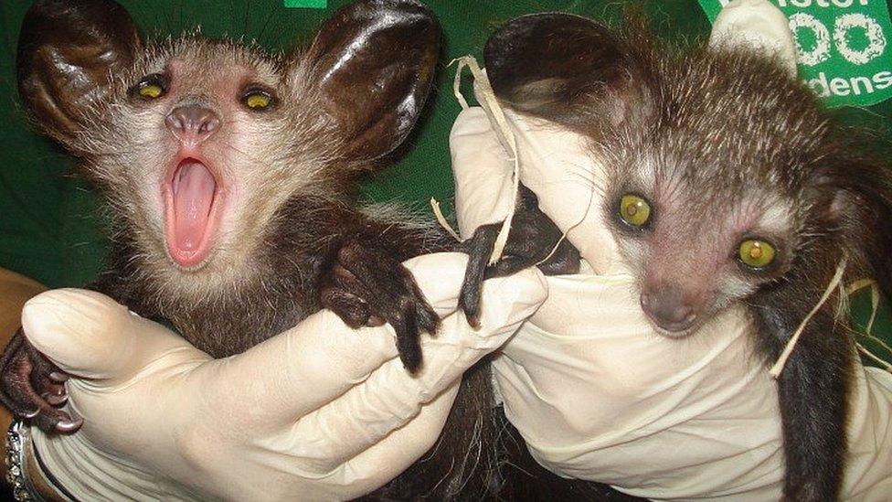 Twin aye-ayes born at Bristol Zoo