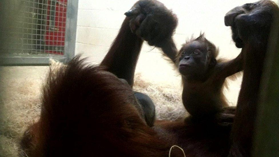 Mother and baby orangutan reunited