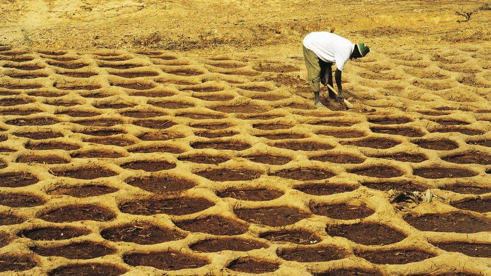 San (Bushman) farmer practicing a form of primitive agriculture, Mali.