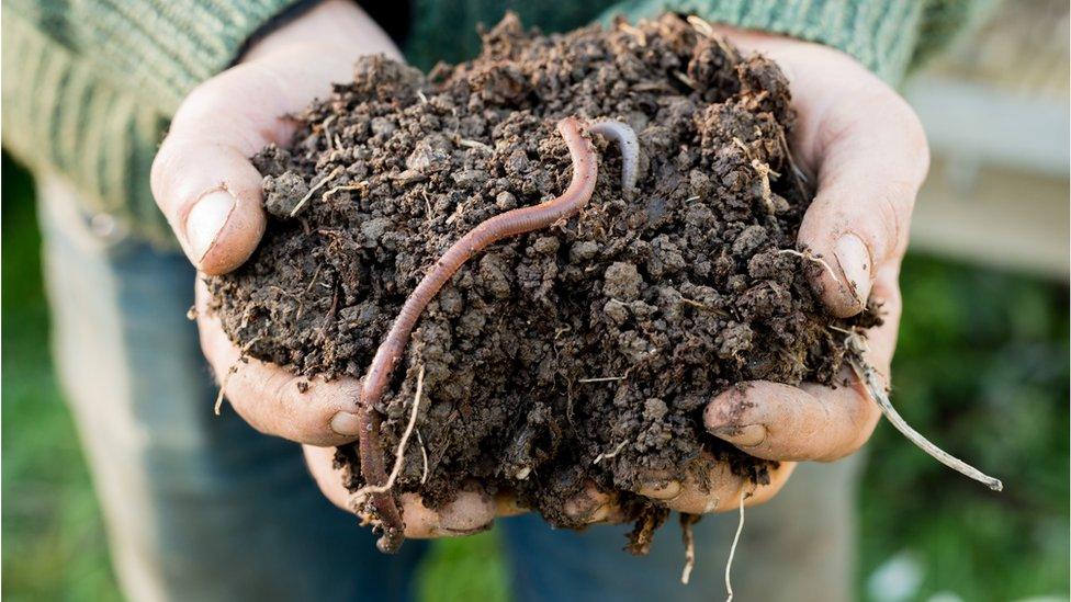 Earthworm on Mound of Dirt on Hands