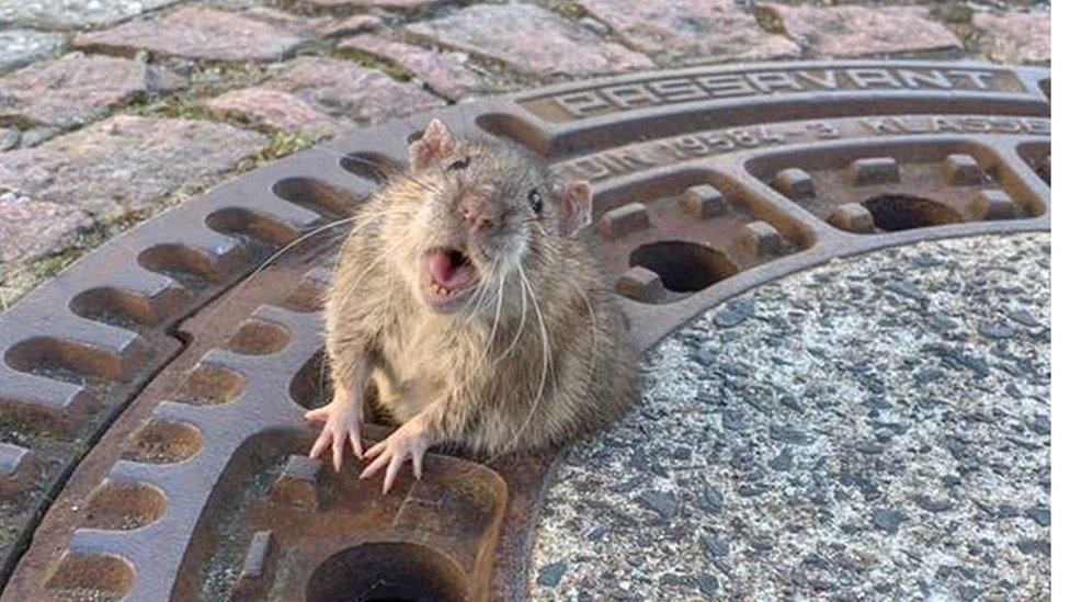 A rat looks directly at the camera with half its body emerging from a ventilation hole - and its belly spilling over the sides around the middle