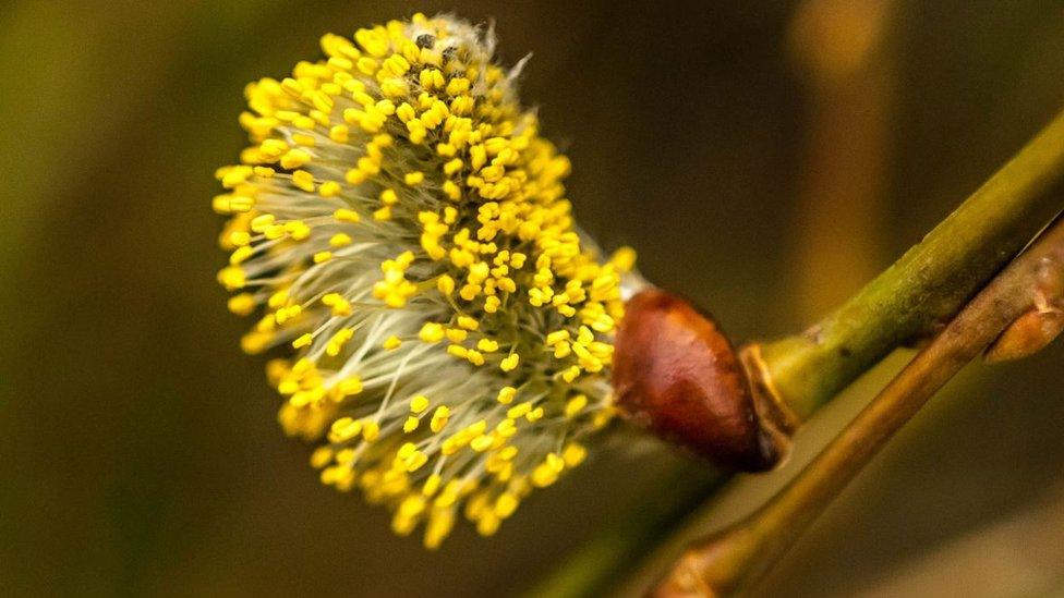 Goat Willow flowers