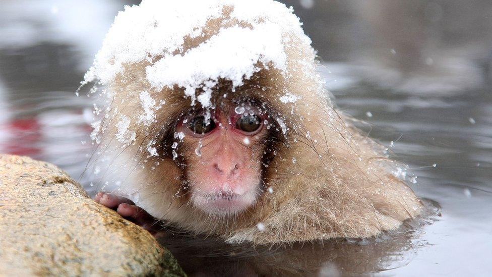 A Japanese macaques bathing in a hot spring with snow on its head.