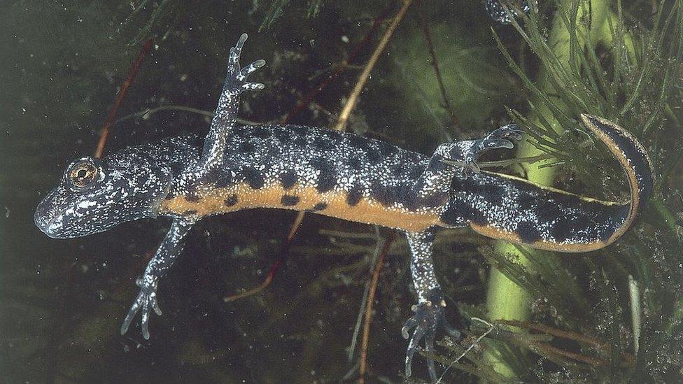 Great crested newt