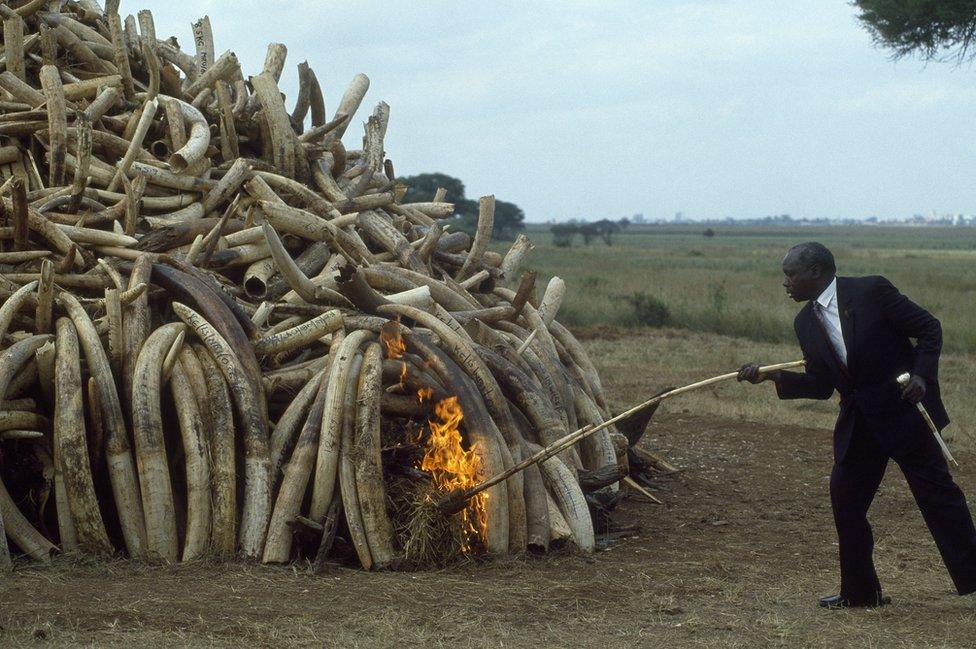 President Daniel Arap Moi holds his ceremonial ivory stick as he sets fire to millions of dollars worth of confiscated elephant tusks