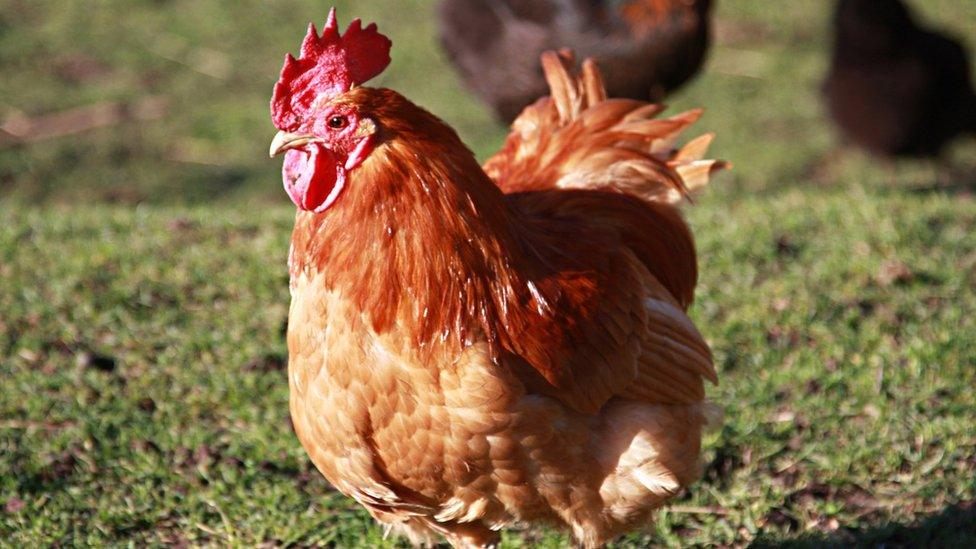 Hen