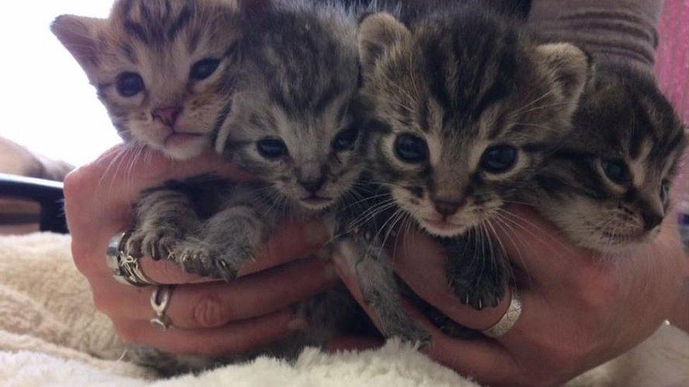 Kittens at RSPCA centre