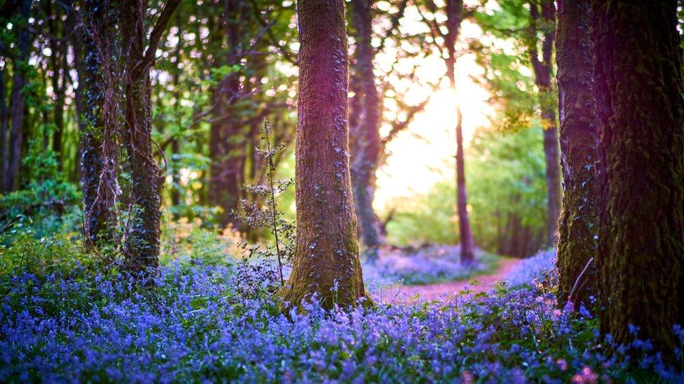 Bluebells on woodland in Crickhowell