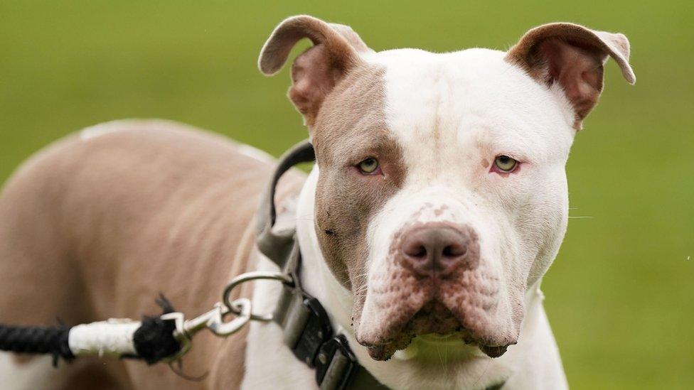 An XL Bully dog (stock image)