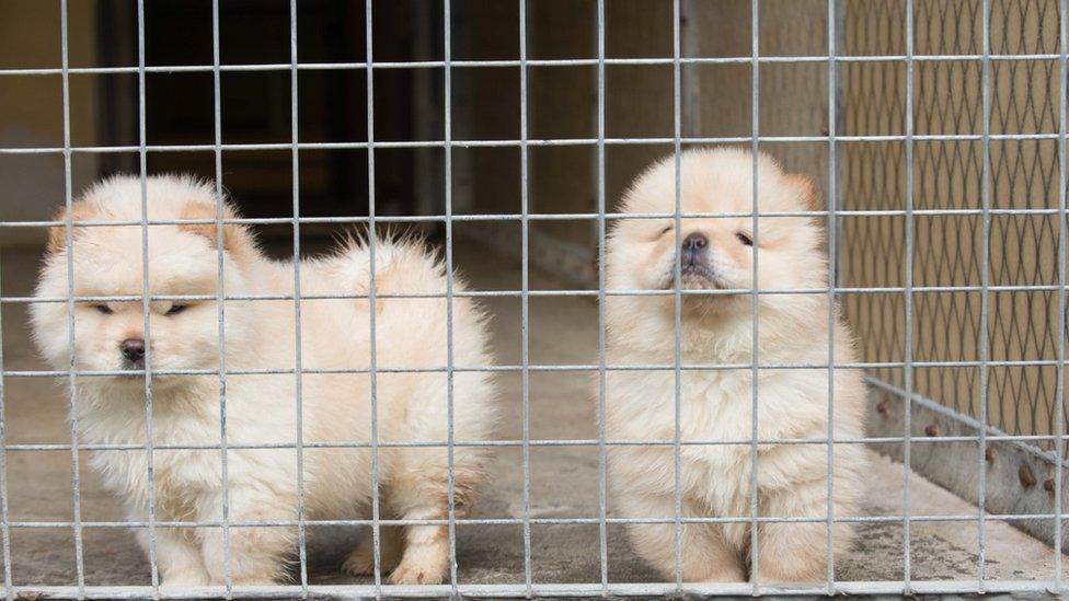 Quarantined chow chows