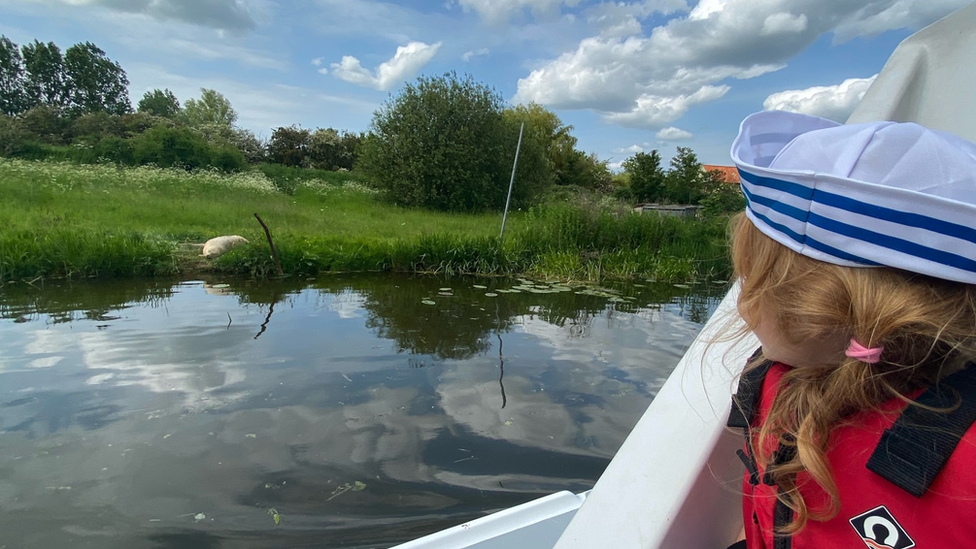 Person on boat looking at seal on the river bank