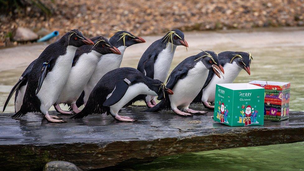 A group of rockhopper penguins gather around 2 christmas presents