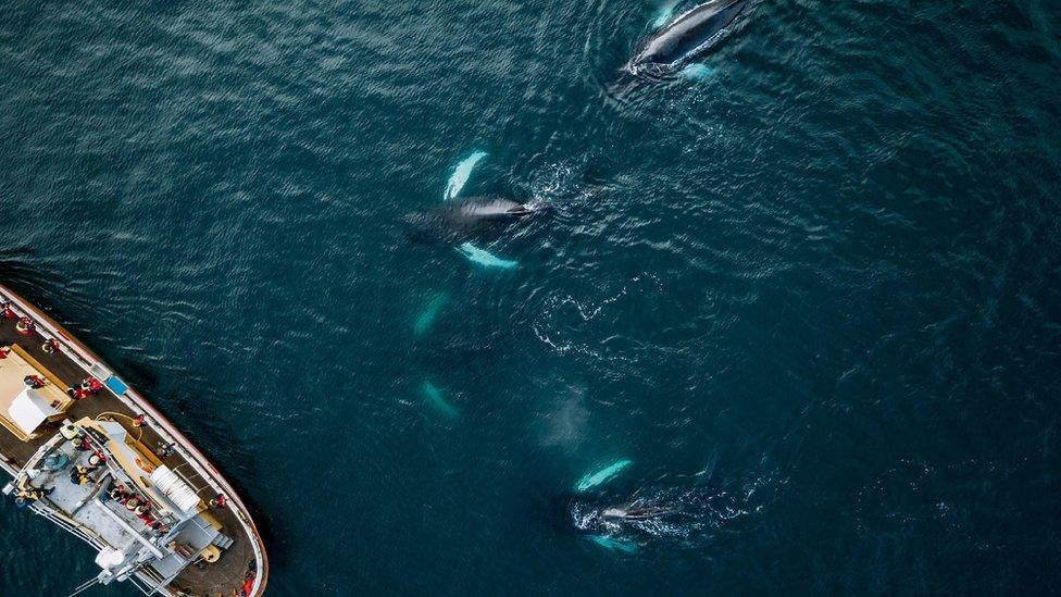 birds eye view of whales swimming near a boat