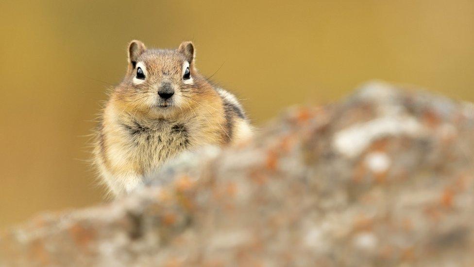 Golden-Malten ground squirrel