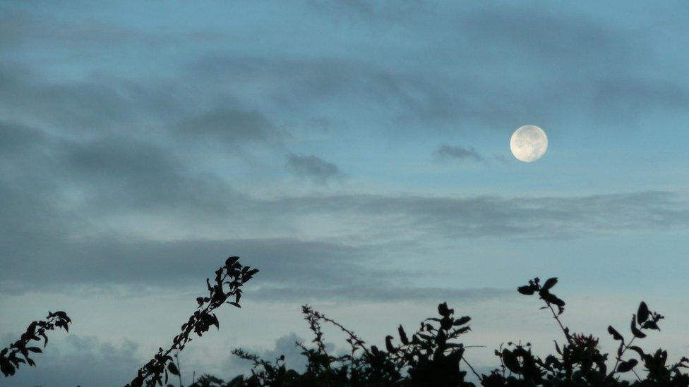 Moon over bushes