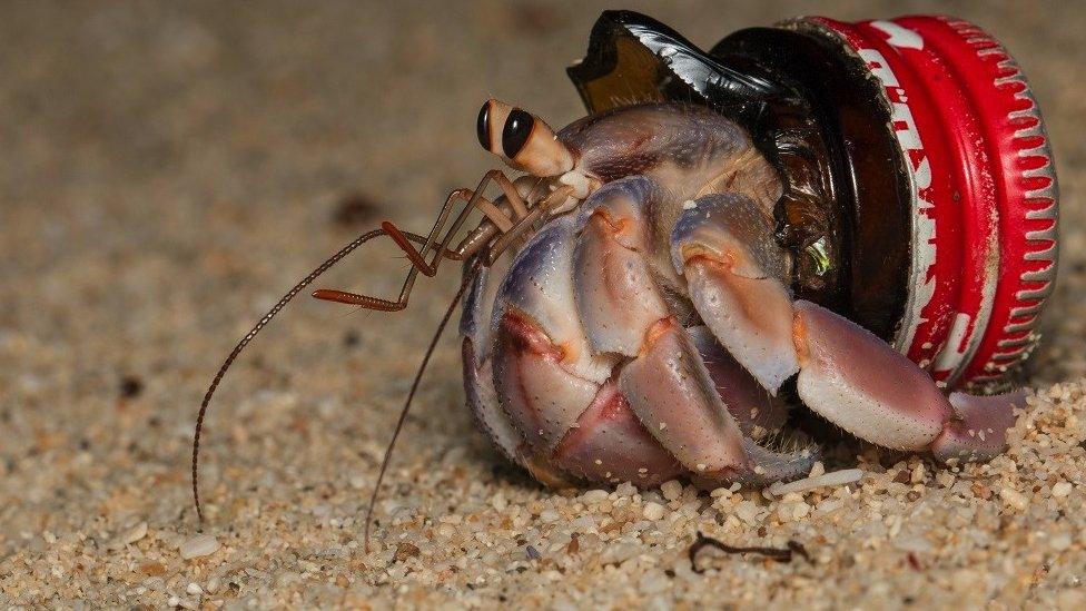 Hermit crab in a bottle cap (c) Shawn Miller