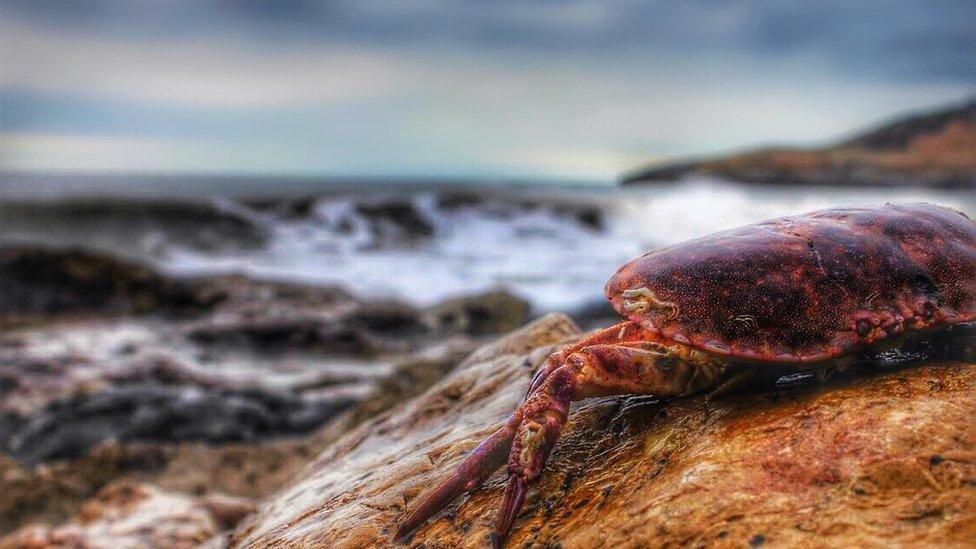 A crab at Langland Bay, Swansea