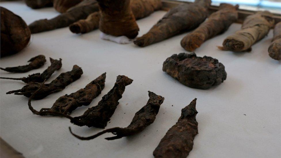 A line of mummified mice and falcons on display at the Tomb of Tutu, Sohag