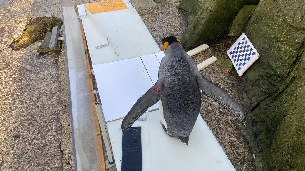 Spike walking across slippery surface