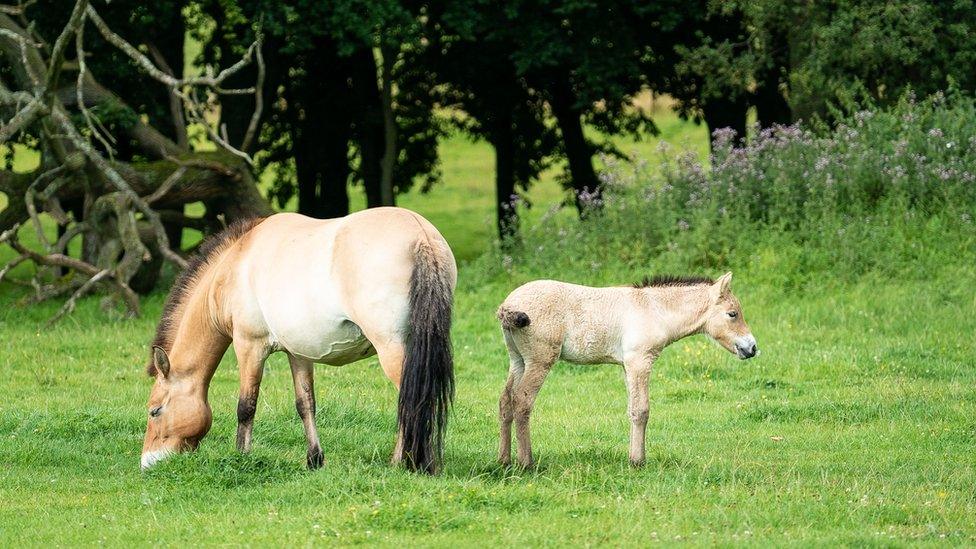 Whipsnade Zoo welcome foal of last 'truly wild' horses - BBC Newsround