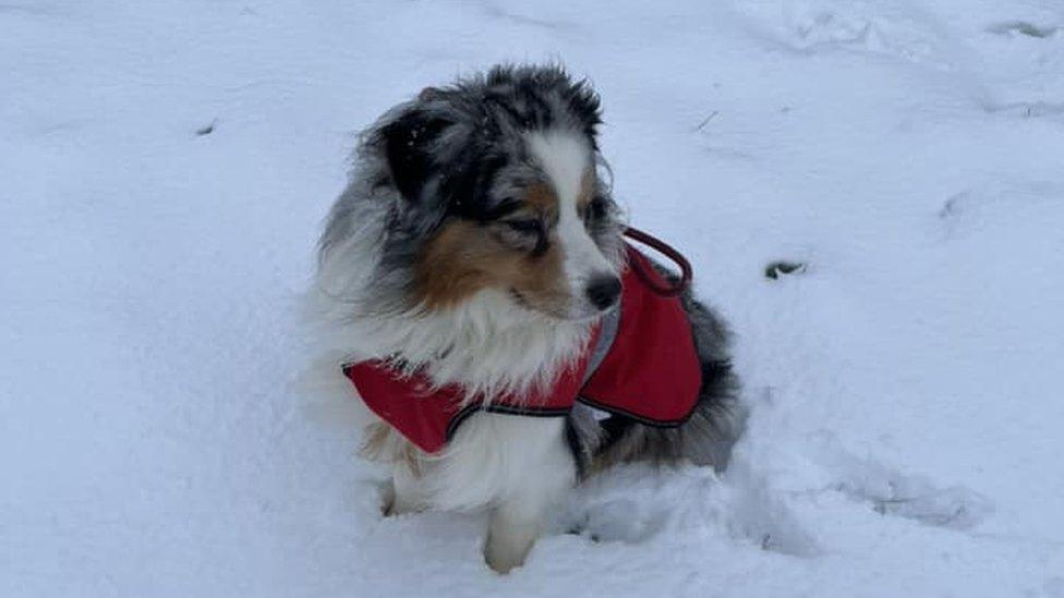 Jimmy the dog in the snow