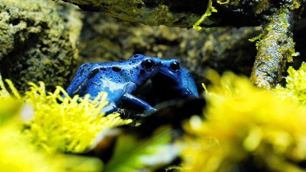 A pair of Dyeing poison dart frog