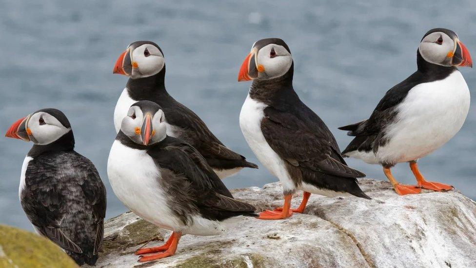 Five puffins on a cliff edge on the Farne Islands