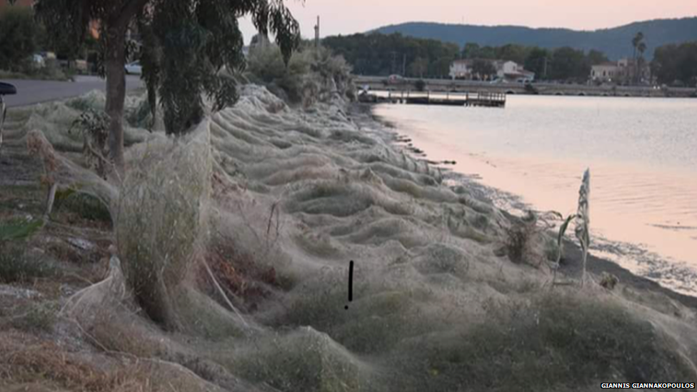 Plants and palm trees covered in a veil of spider webs