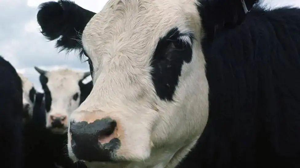 A close up of a black cow with white face and black ears and patches round its eyes. There are more similar cattle in the background.