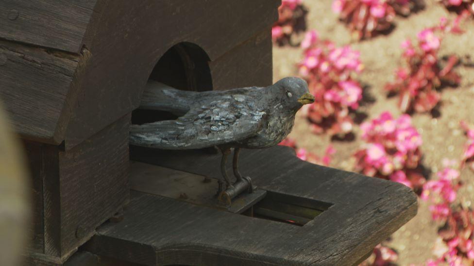 A close up of the wooden cuckoo, which is dark with a yellow beak.