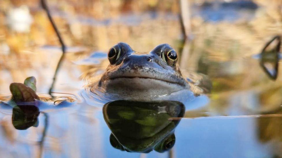 A slimy frog poking it's head above the surface of water in a pond. The water around him is still and his face is reflected beneath him.