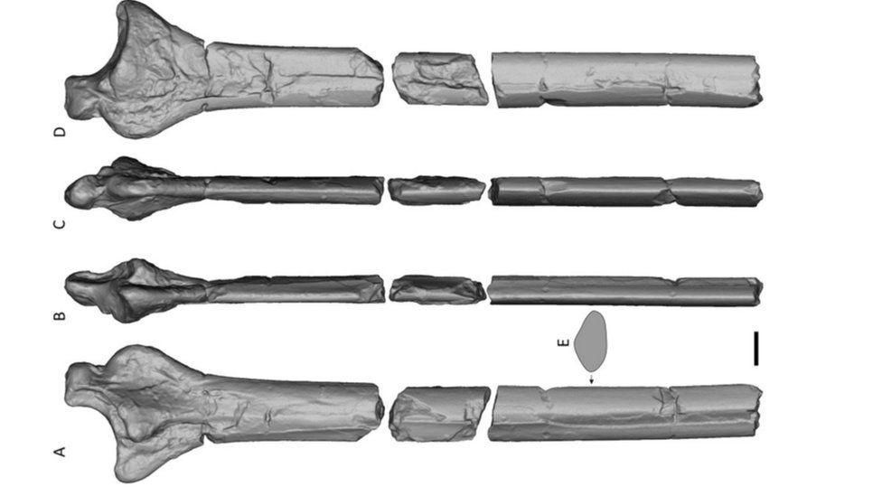 A black and white scan of pterosaur wing bones