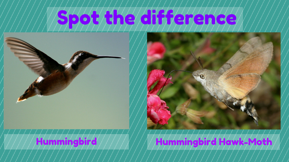 A hummingbird and a hummingbird hawk-moth