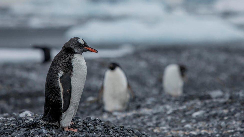 Gentoo Penguin.