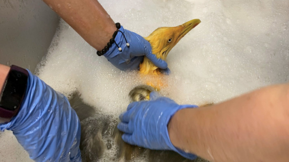 Gull being washed