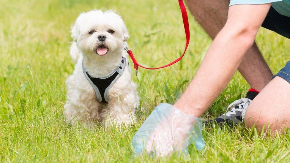Dog in park