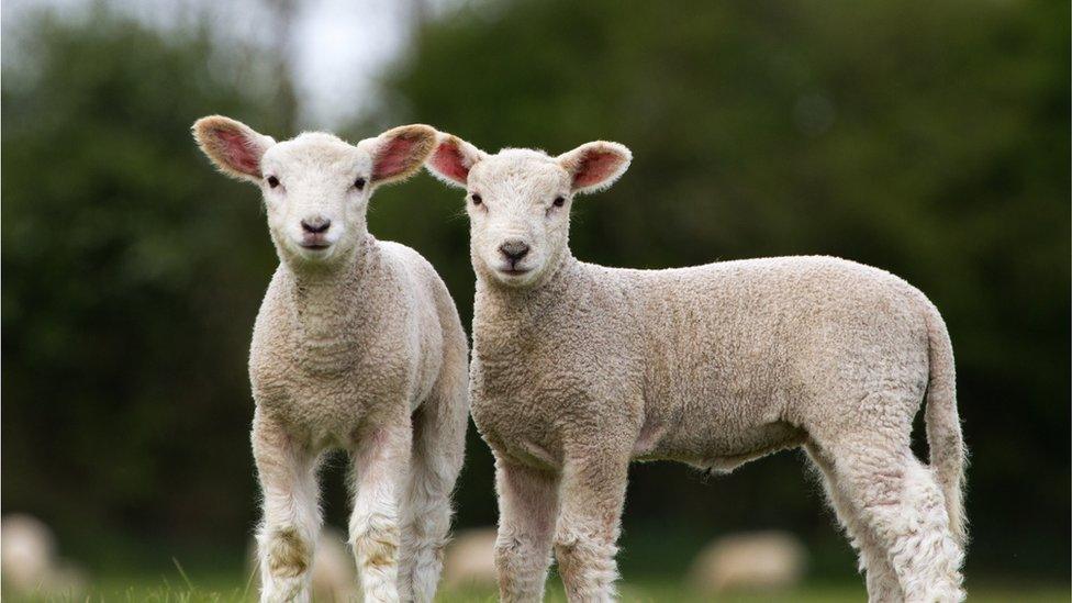 Two lambs