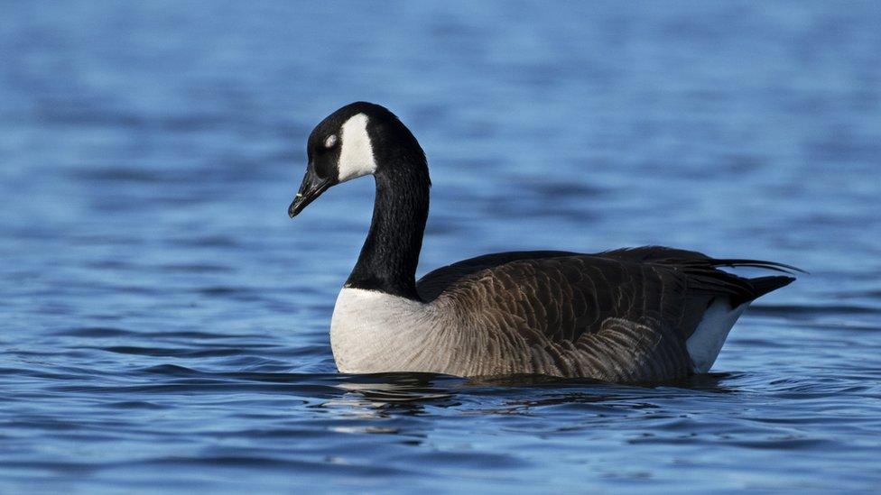 Canada goose