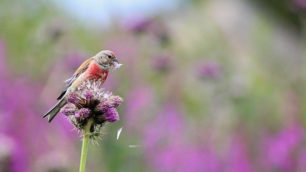 a linnet sits on a thistle