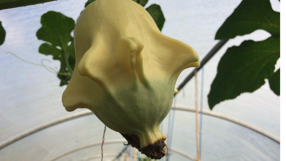 squash growing in the polytunnel