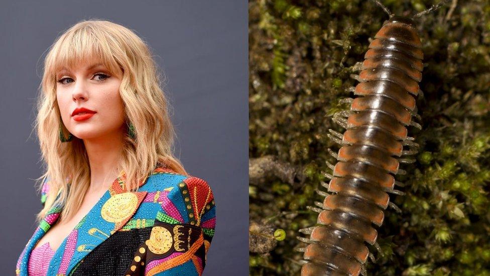 Taylor Swift and a millipede