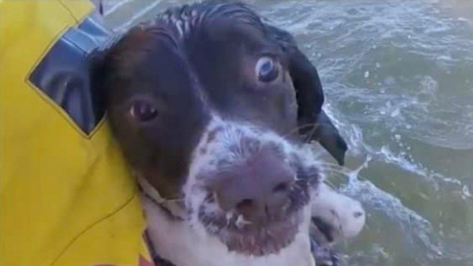 Dog rescued by RNLI