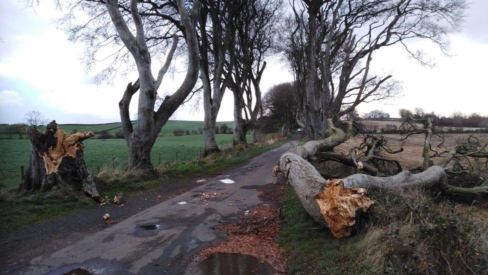 Fallen trees at the Dark Hedges